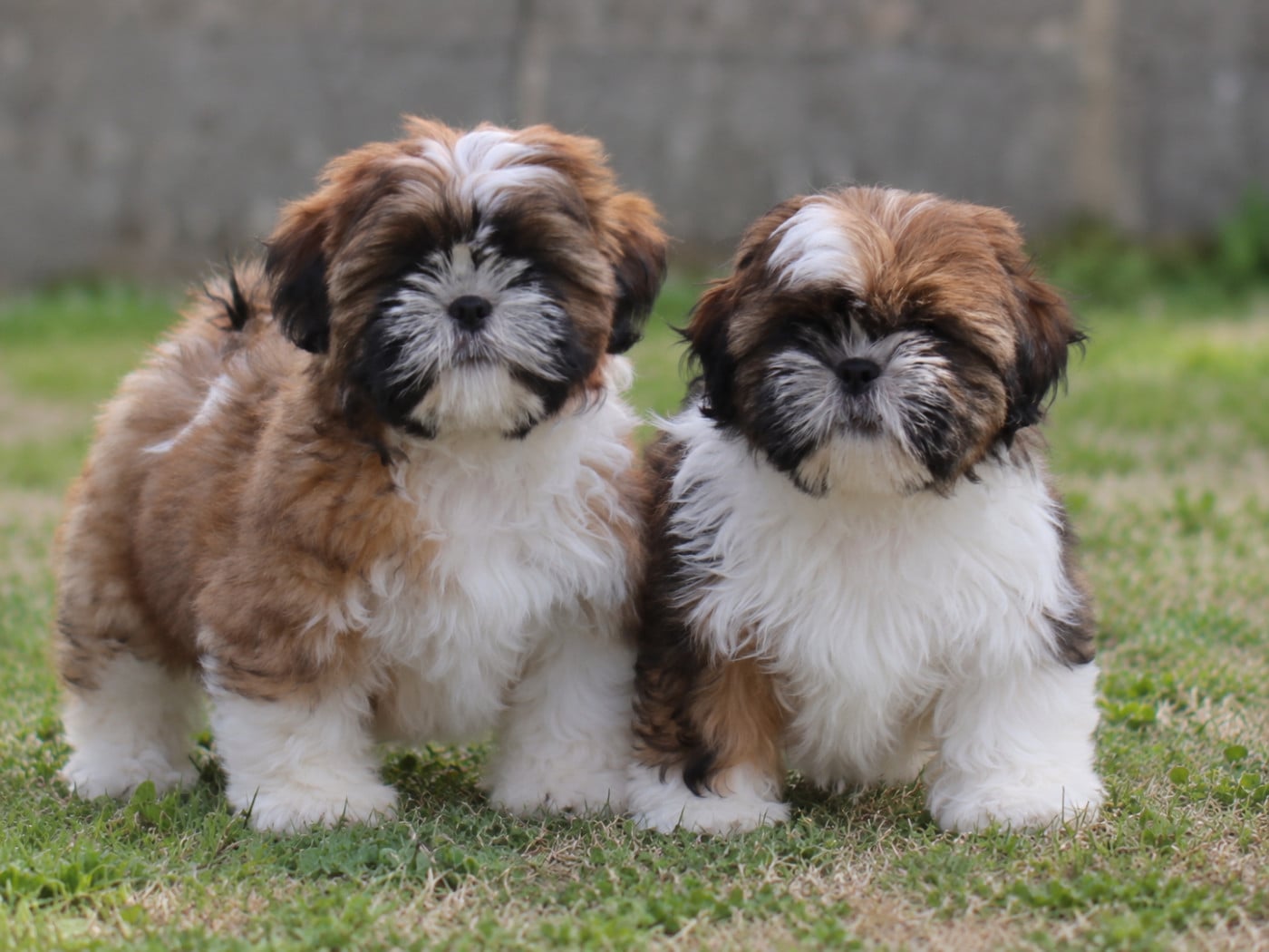 Chiot Shih Tzu