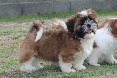 Les chiots de Shih Tzu