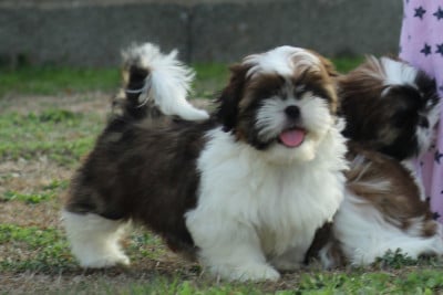 Les chiots de Shih Tzu