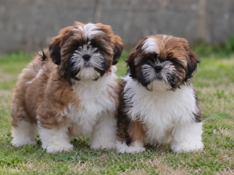 Shih Tzu - Of Legendary Tibetan
