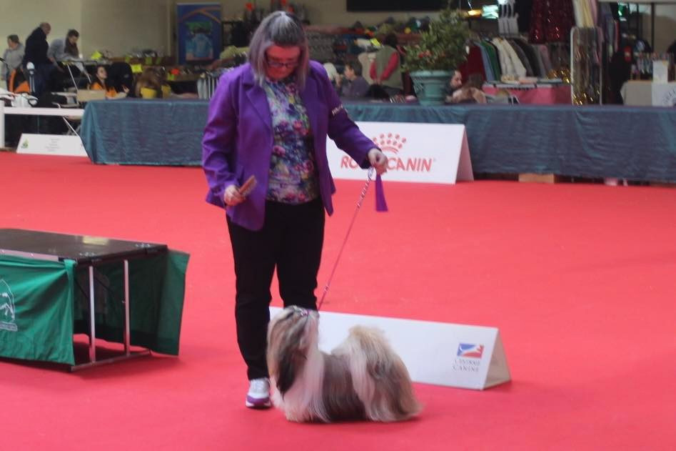 CH. « Queen » V Queen Of Legendary Tibetan - Classe INTERMÉDIAIRE 1er EXCELLENT