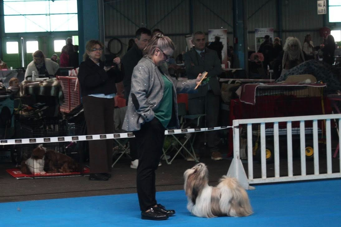 CH. « Queen » V Queen Of Legendary Tibetan - Classe INTERMÉDIAIRE 1er EXCELLENT / RCACS "VICE CHAMPIONNE DE FRANCE"