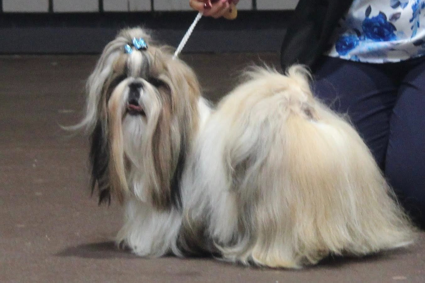 CH. « Queen » V Queen Of Legendary Tibetan - Classe INTERMÉDIAIRE 1er EXCELLENT/CACS/CACIB / MEILLEUR DE RACE