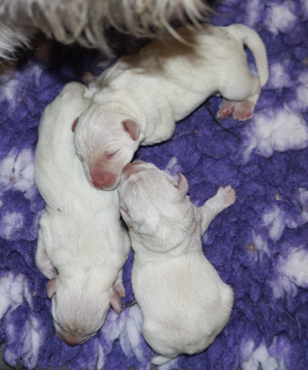 Chiot N°1 - Schnauzer miniature