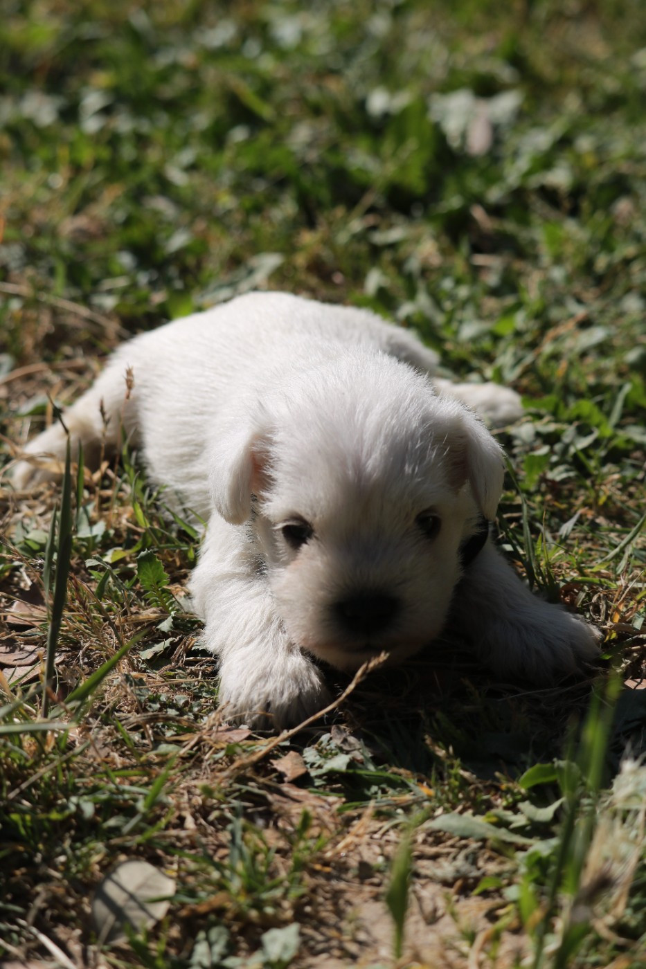 B'noir - Schnauzer miniature
