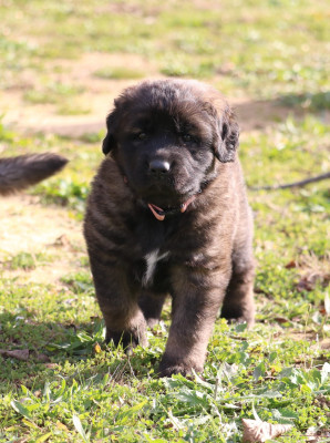 Les chiots de Leonberger