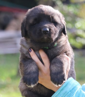 Les chiots de Leonberger