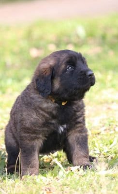 Les chiots de Leonberger