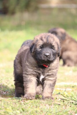 Les chiots de Leonberger