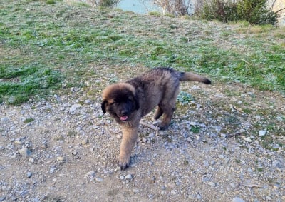 Les chiots de Leonberger