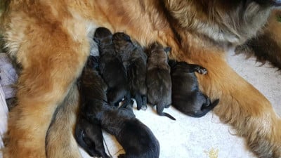 Les chiots de Leonberger