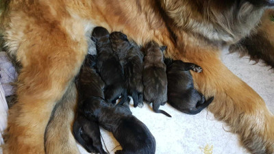 Les chiots de Leonberger
