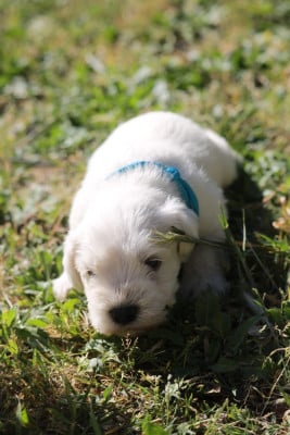 Les chiots de Schnauzer miniature