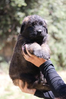 Les chiots de Leonberger