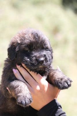 Les chiots de Leonberger