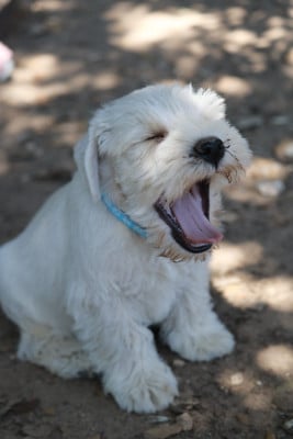 Les chiots de Schnauzer miniature