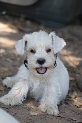 Les chiots de Schnauzer miniature