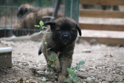 Les chiots de Leonberger