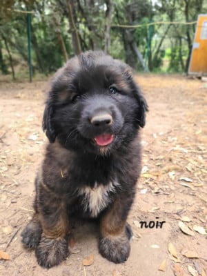 Les chiots de Leonberger