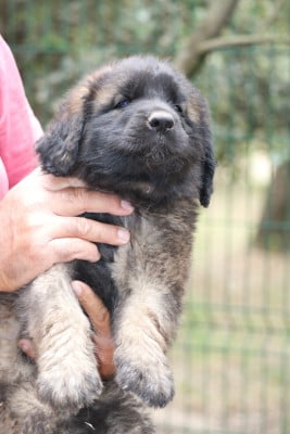 Les chiots de Leonberger