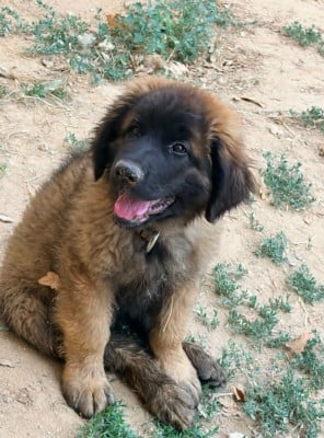 Les chiots de Leonberger