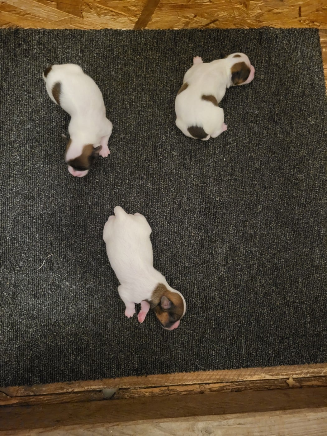 Chiot Epagneul nain Continental (Papillon)