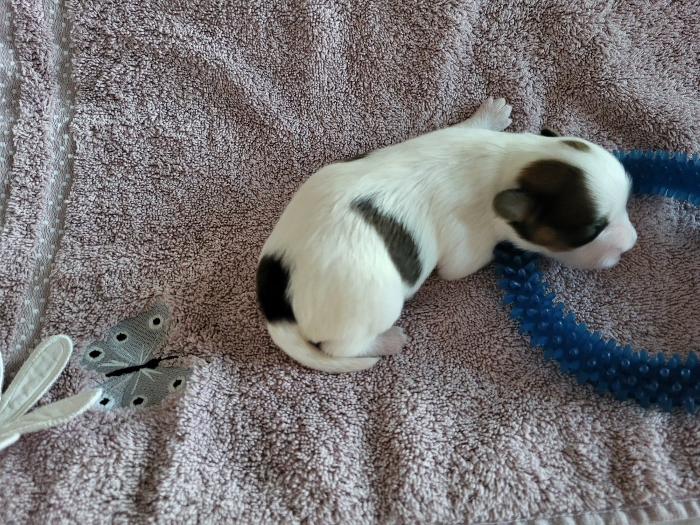 Chiot N°1