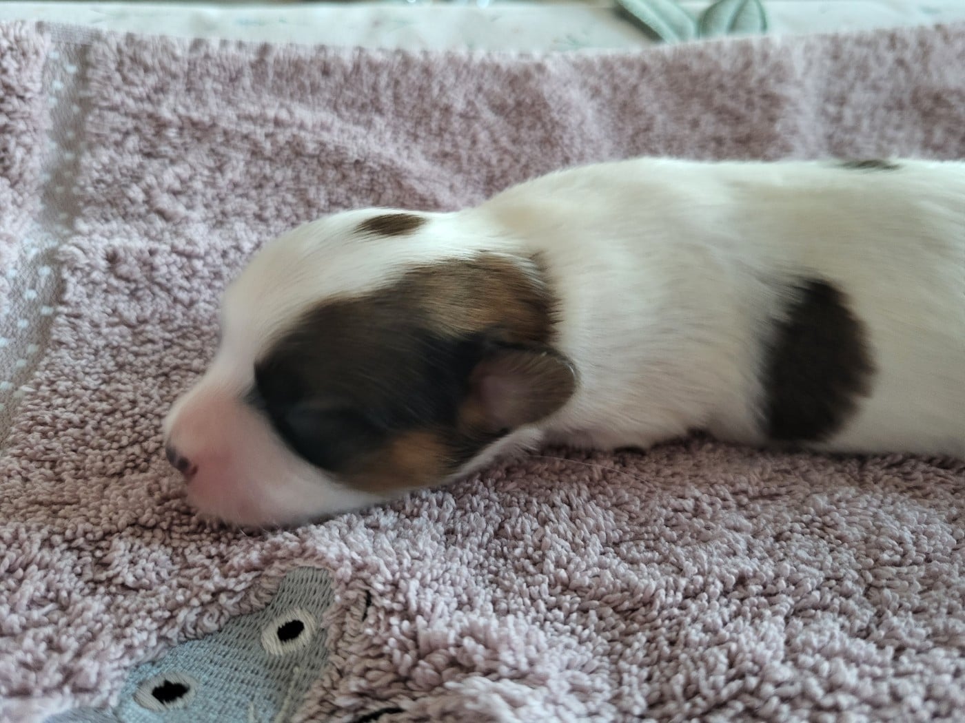 Chiot N°1