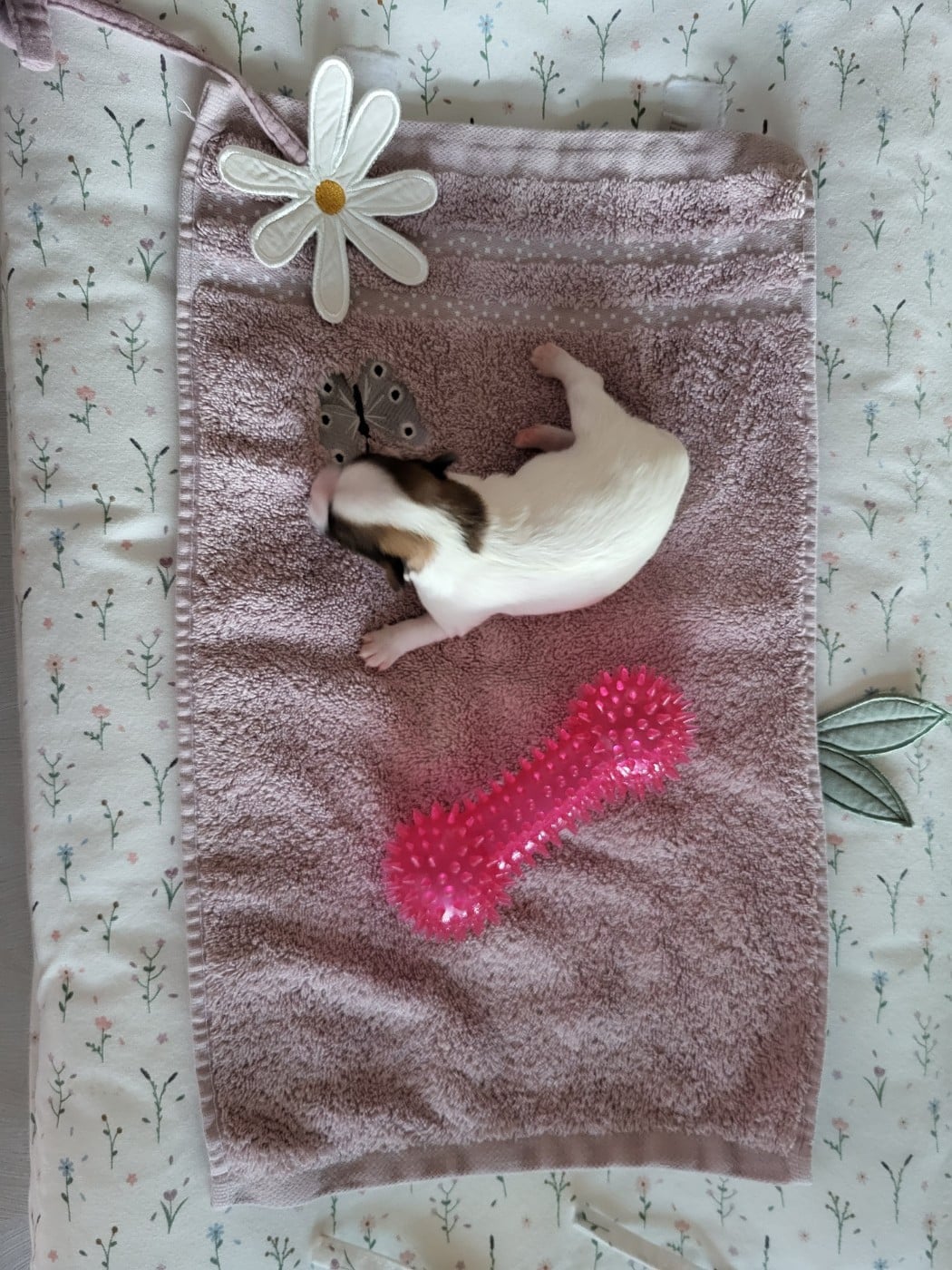 Chiot N°2