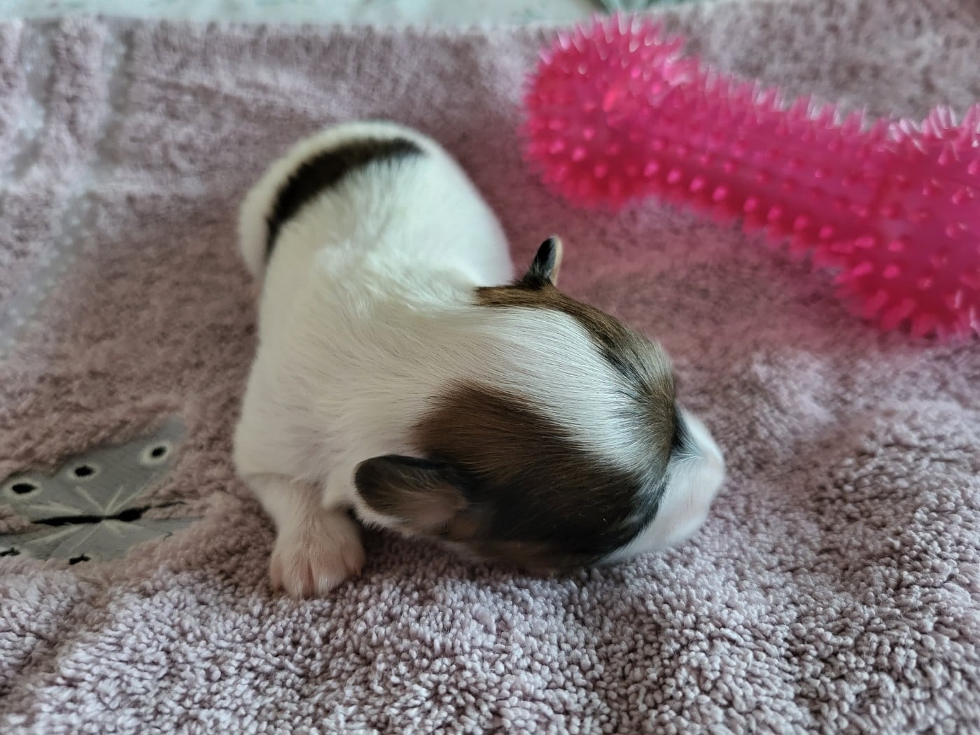 Chiot N°2