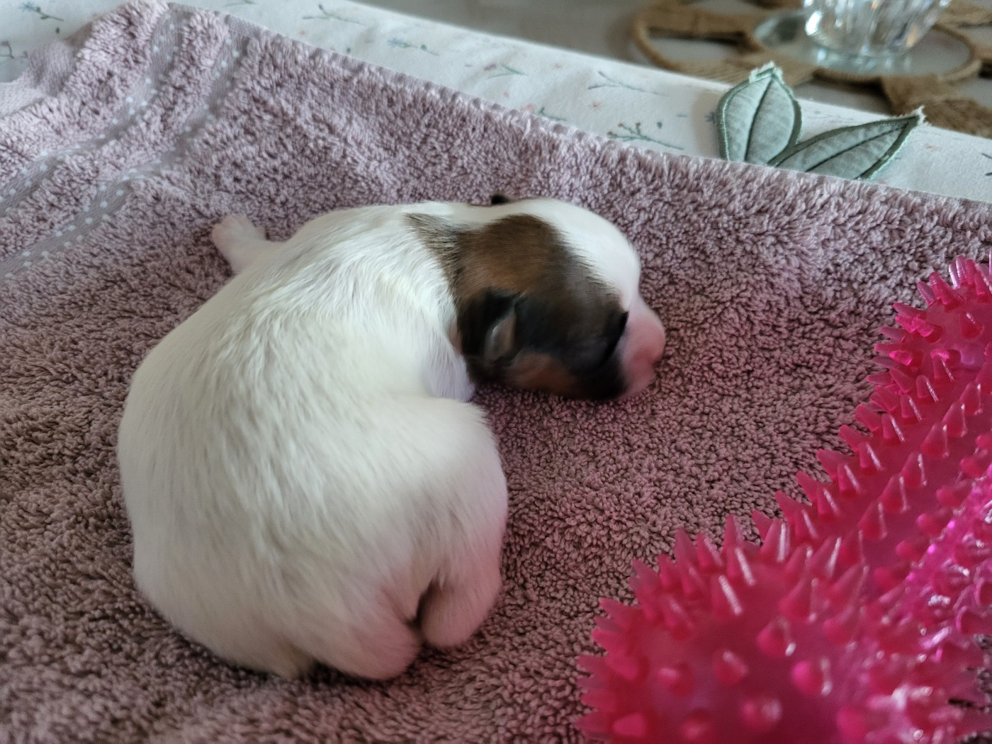 Chiot N°2