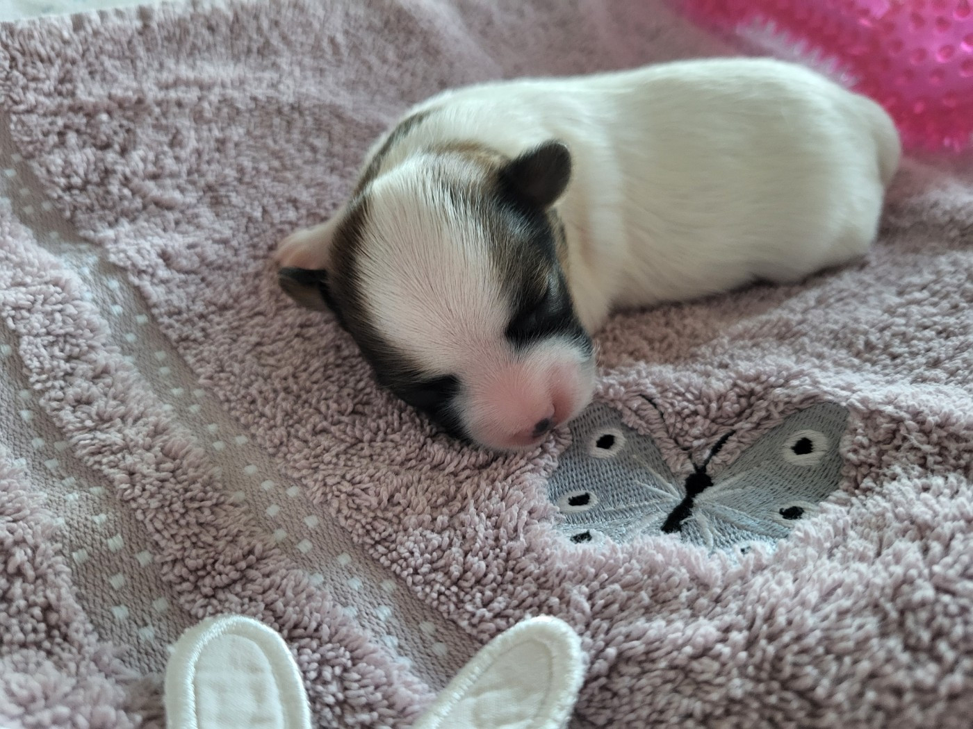 Chiot N°2