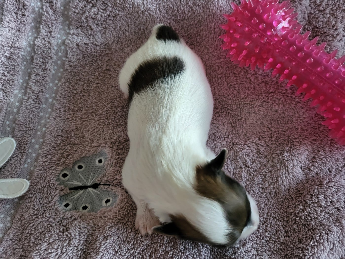 Chiot N°3