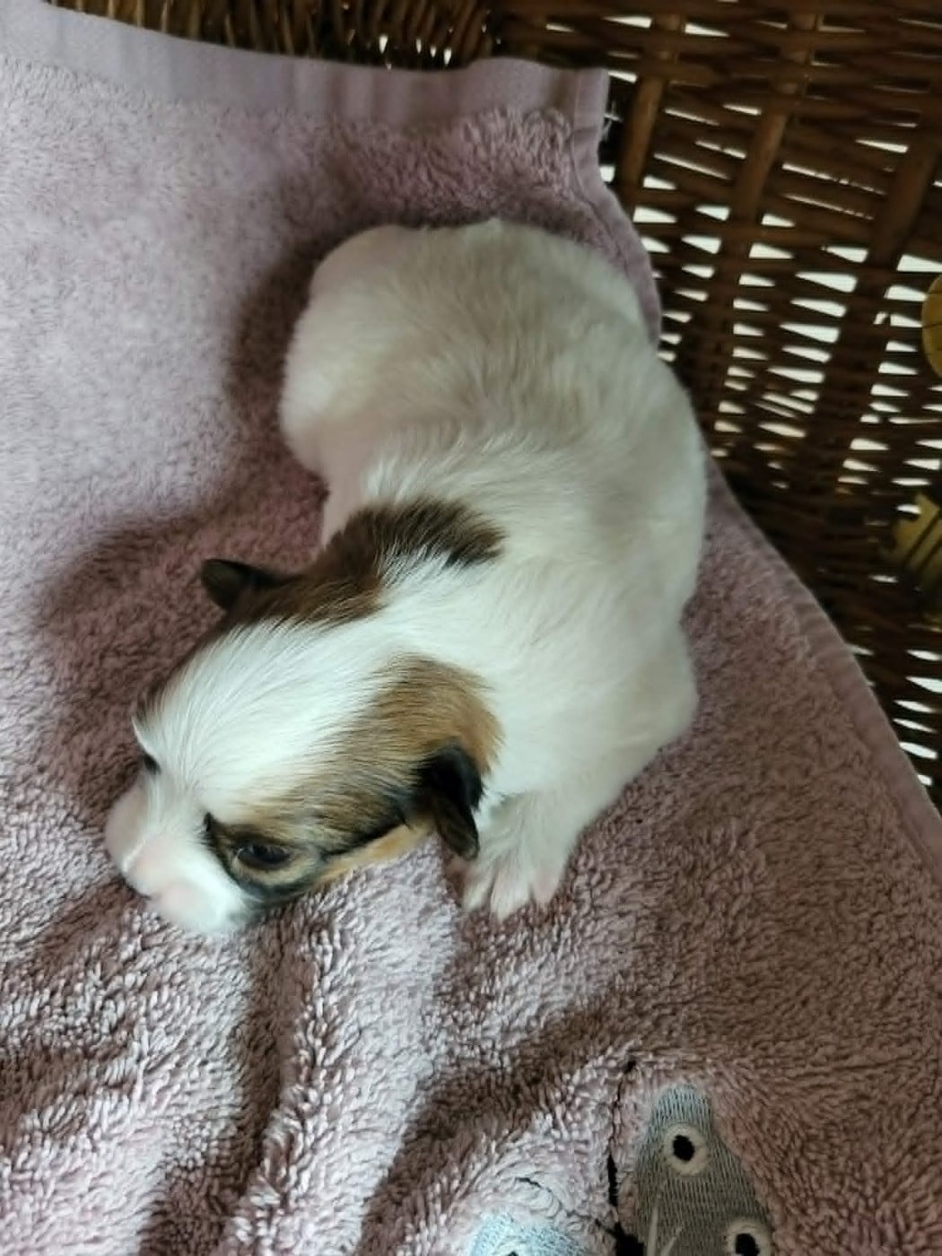 Chiot N°3