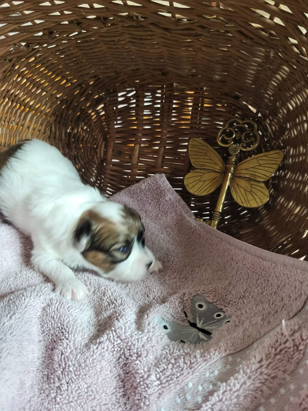 Chiot N°3