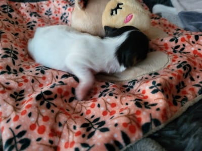 Les chiots de Epagneul nain Continental (Papillon)