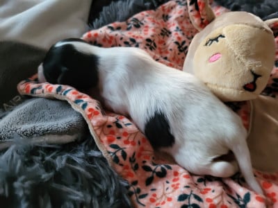 CHIOT 3 - Epagneul nain Continental (Papillon)