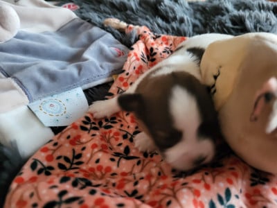 CHIOT 5 - Epagneul nain Continental (Papillon)