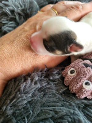 Les chiots de Epagneul nain Continental (Papillon)