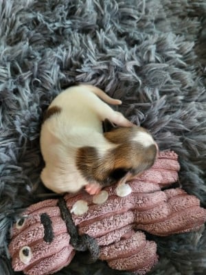 Les chiots de Epagneul nain Continental (Papillon)