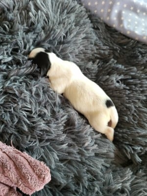 Les chiots de Epagneul nain Continental (Papillon)