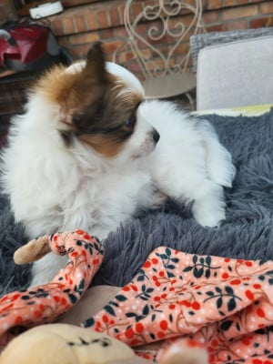 Les chiots de Epagneul nain Continental (Papillon)