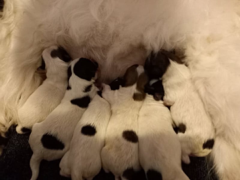Epagneul nain Continental (Papillon) - of cristy'dogs