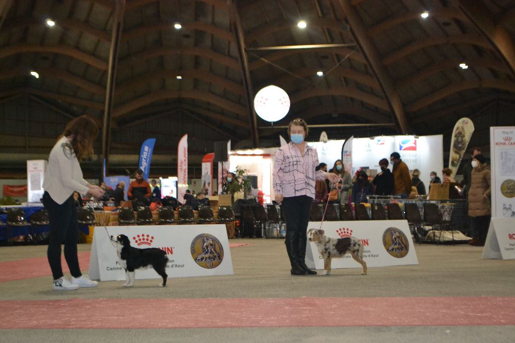 Stella De La Vallée Magique - 2eme Prometteur