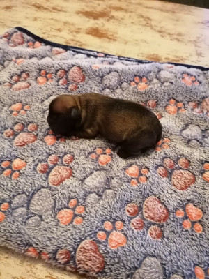 Les chiots de Bouledogue français