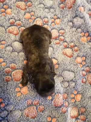 Les chiots de Bouledogue français