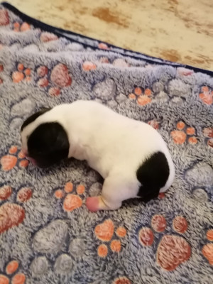 Les chiots de Bouledogue français