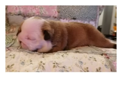Les chiots de Bulldog Anglais