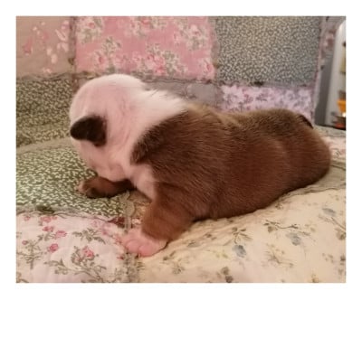 Les chiots de Bulldog Anglais