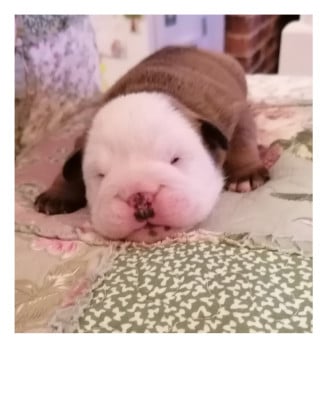 Les chiots de Bulldog Anglais